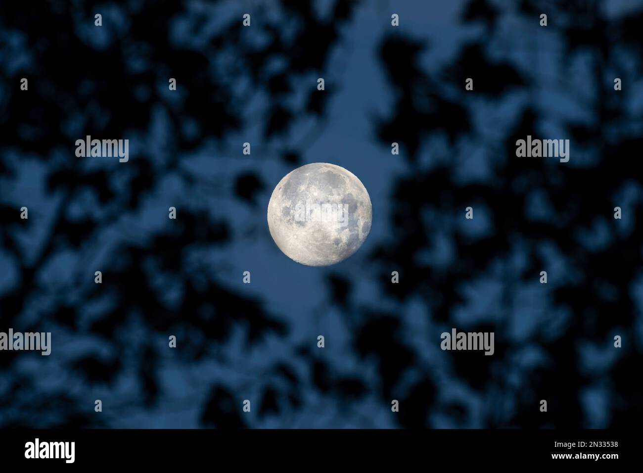 Full moon that seems to be caught between trees leafs Stock Photo