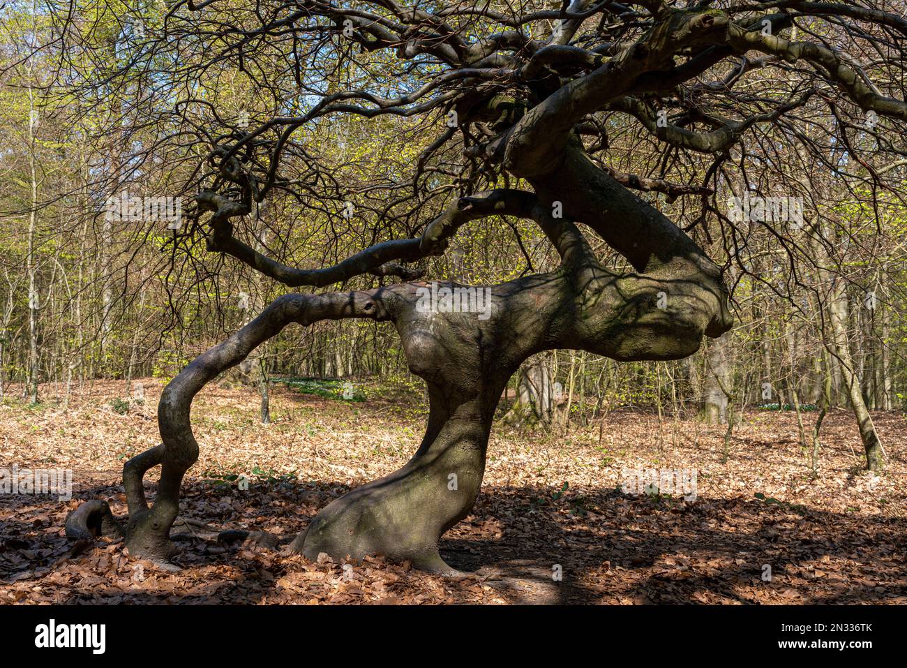 Zaun blumen hi-res stock photography and images - Page 3 - Alamy