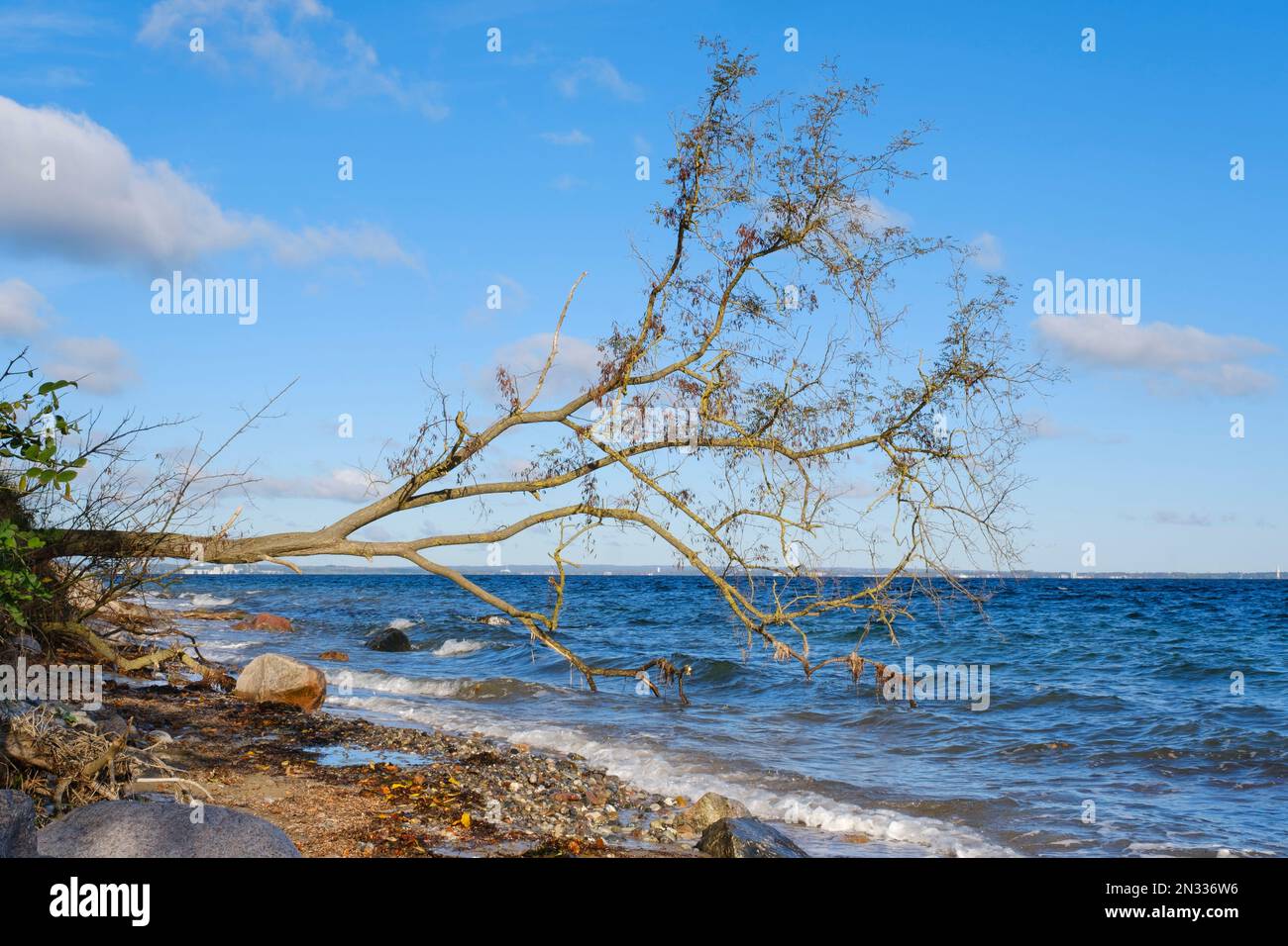 Fallen Tree On Brodtener Steilufer, Travemünde, Lübeck, Baltic Sea, Schleswig-Holstein, Germany, Europe Stock Photo