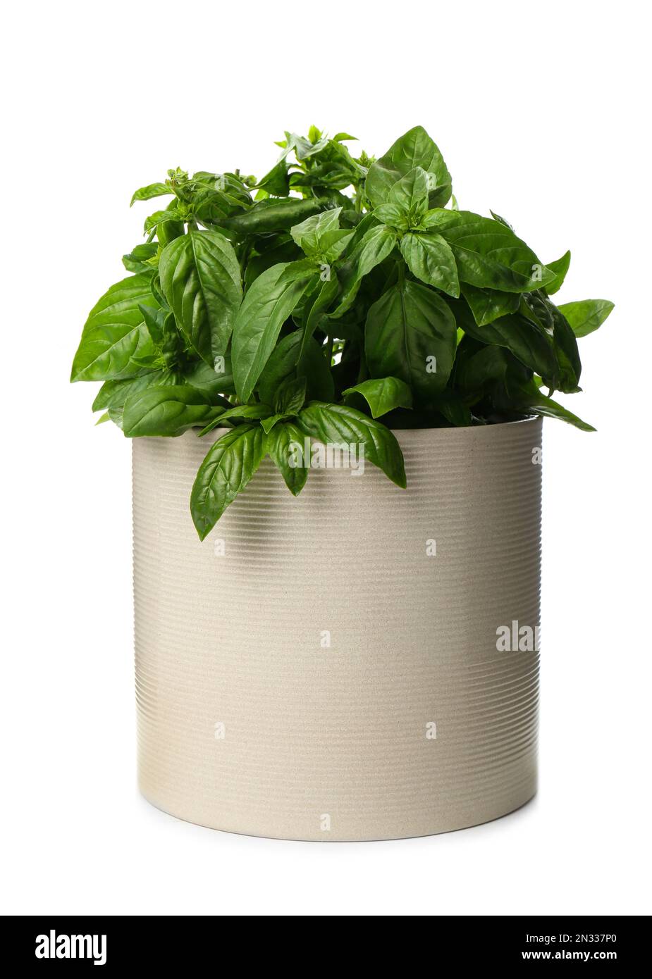 Lush green basil in pot isolated on white Stock Photo - Alamy