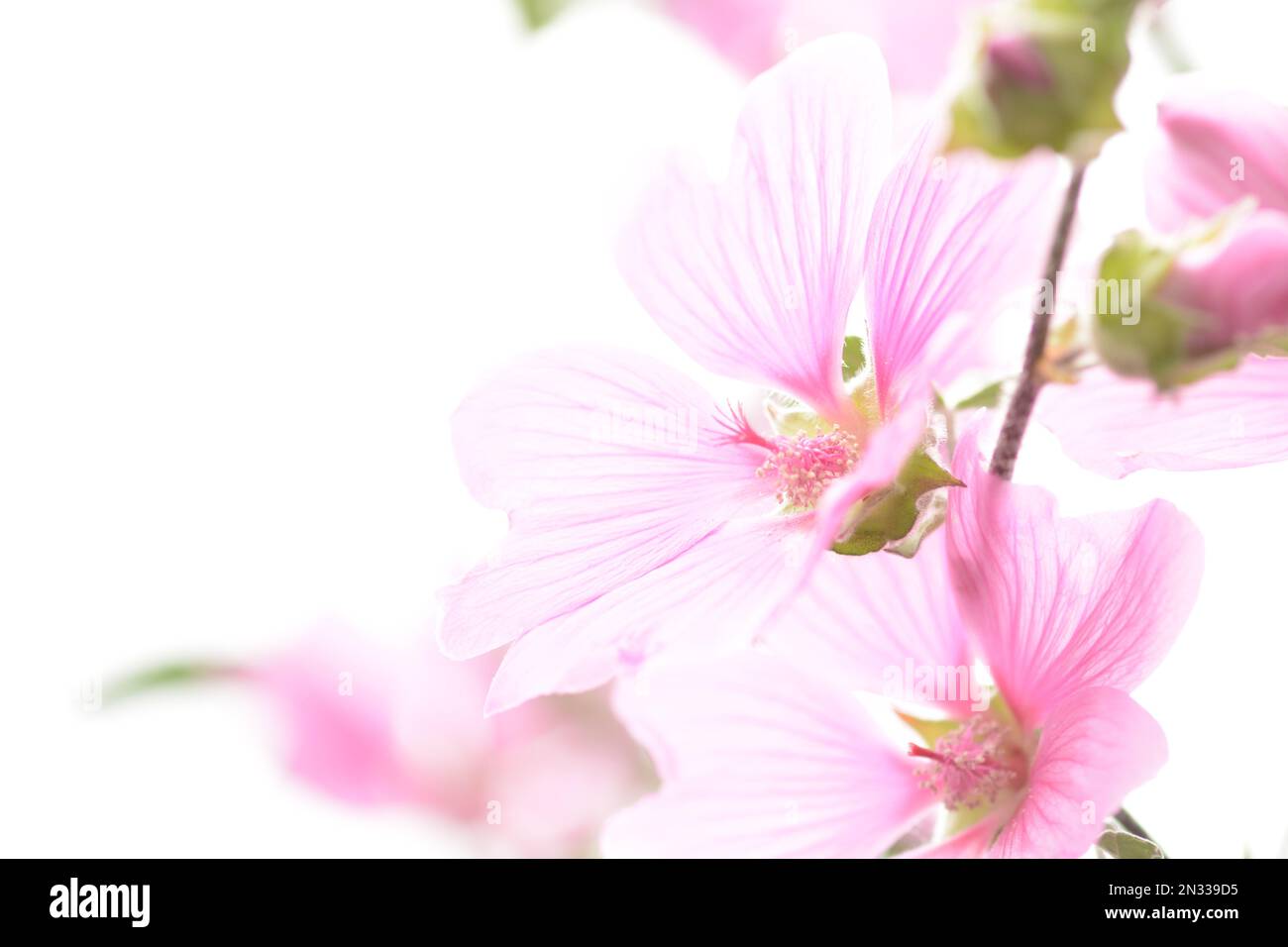 High key closeup photo of pink hollyhock flowers, short depth of field Stock Photo