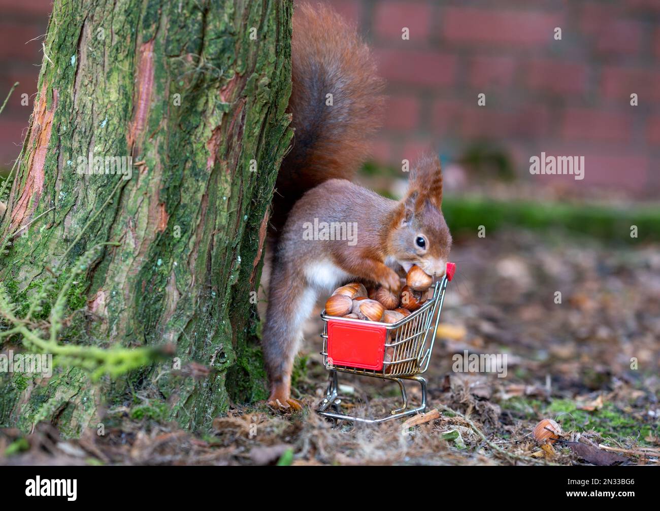 European red squirrel is collecting hazelnuts in a shopping trolley