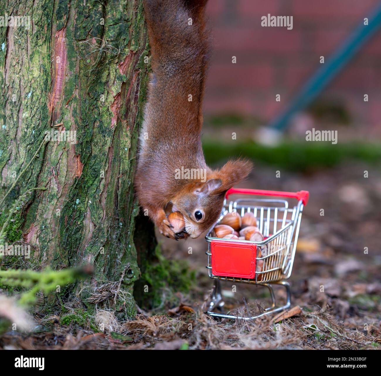 European red squirrel is hanging upside down on a tree and is collecting hazelnuts in a shopping trolley. Stock Photo