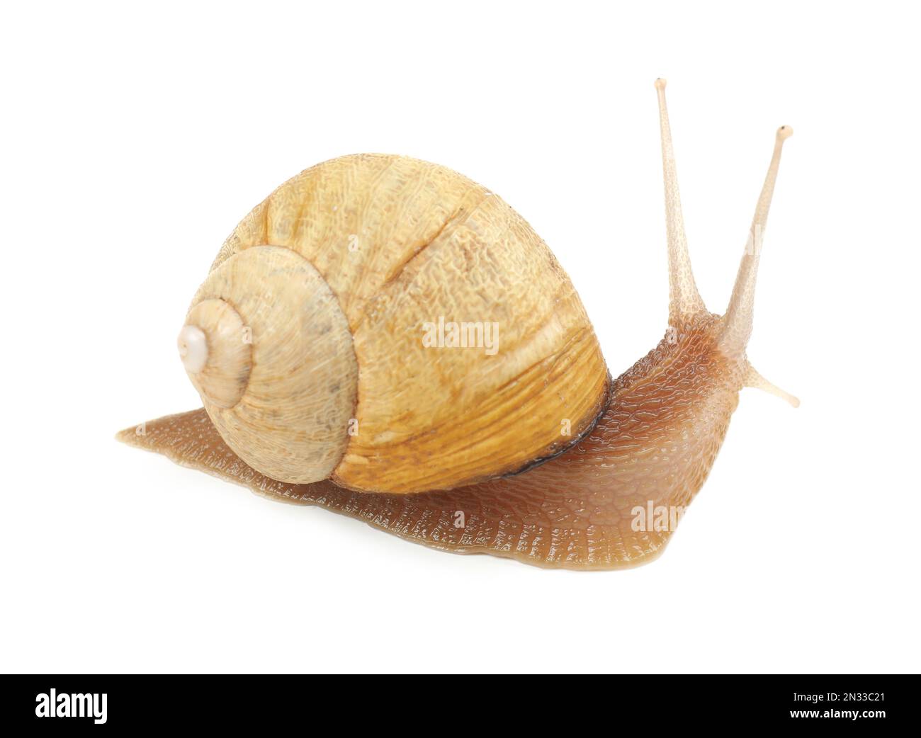 Common garden snail crawling on white background Stock Photo - Alamy