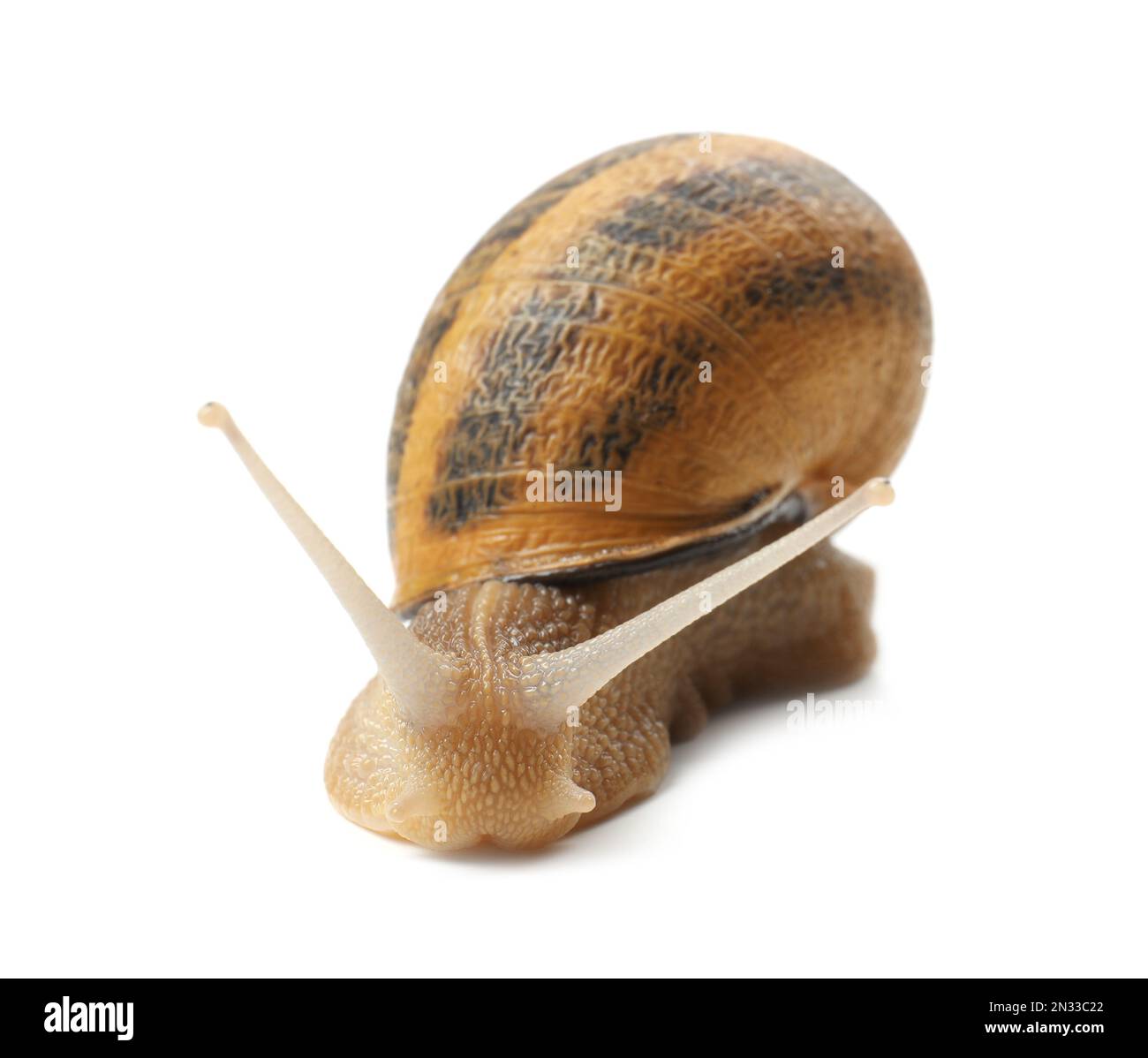 Common garden snail crawling on white background Stock Photo - Alamy