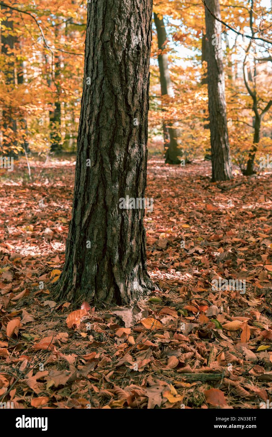 Autumn in the forest, thick tree trunk and leaves on the ground Stock ...