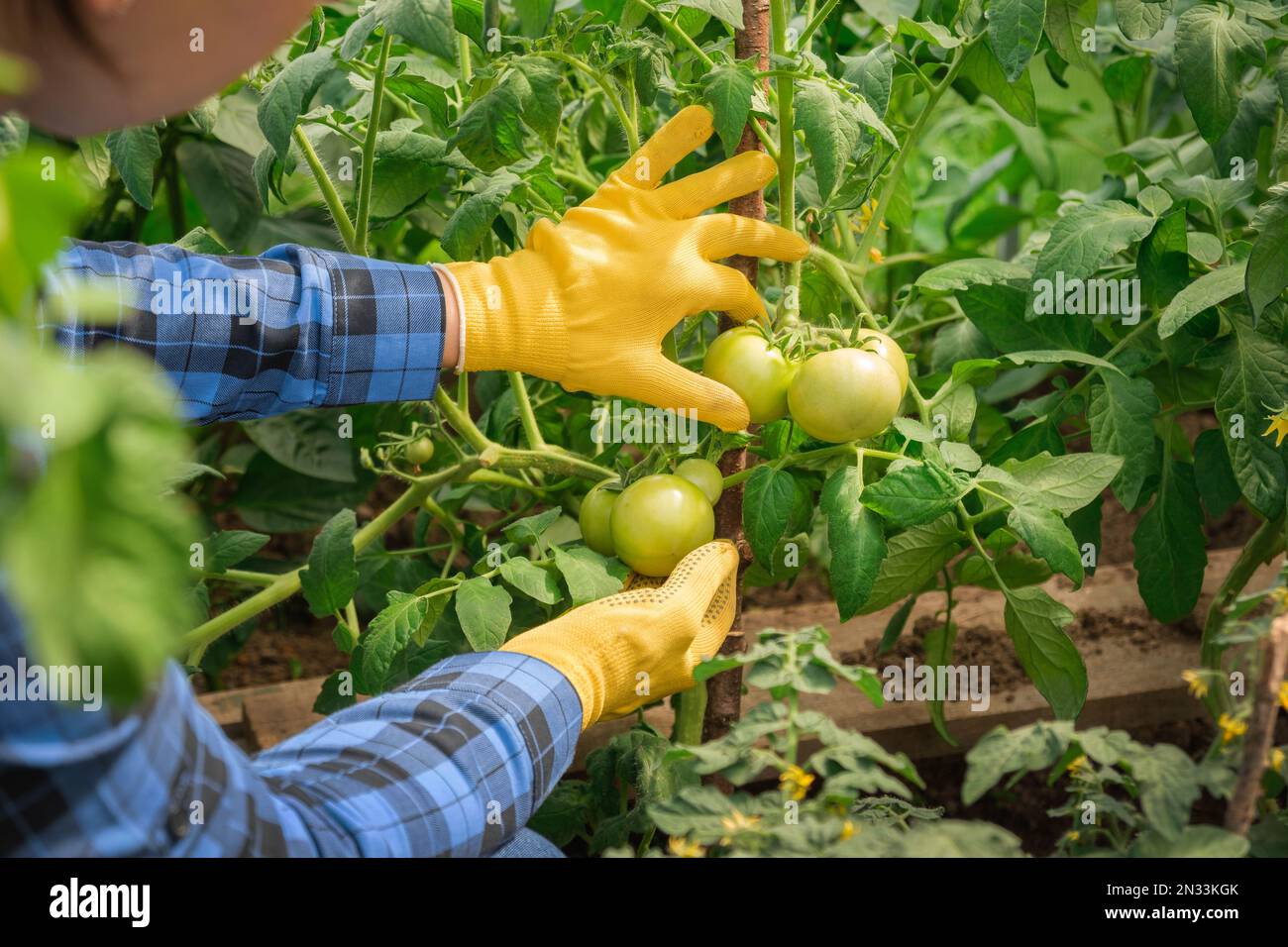 Woman farmer inspecting tomatoes plants quality in modern greenhouse
