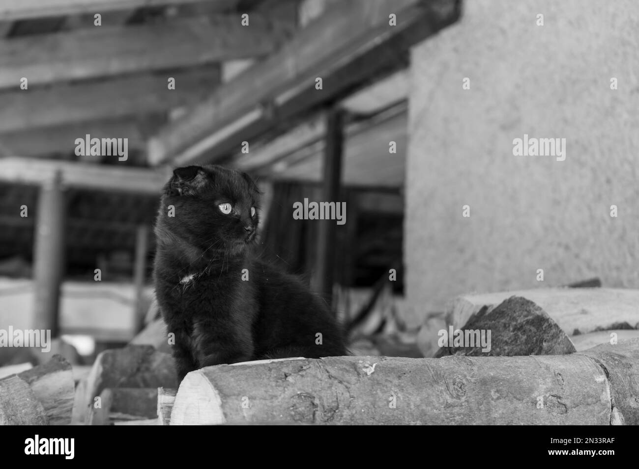 Black catty sitting on a fence Stock Photo - Alamy