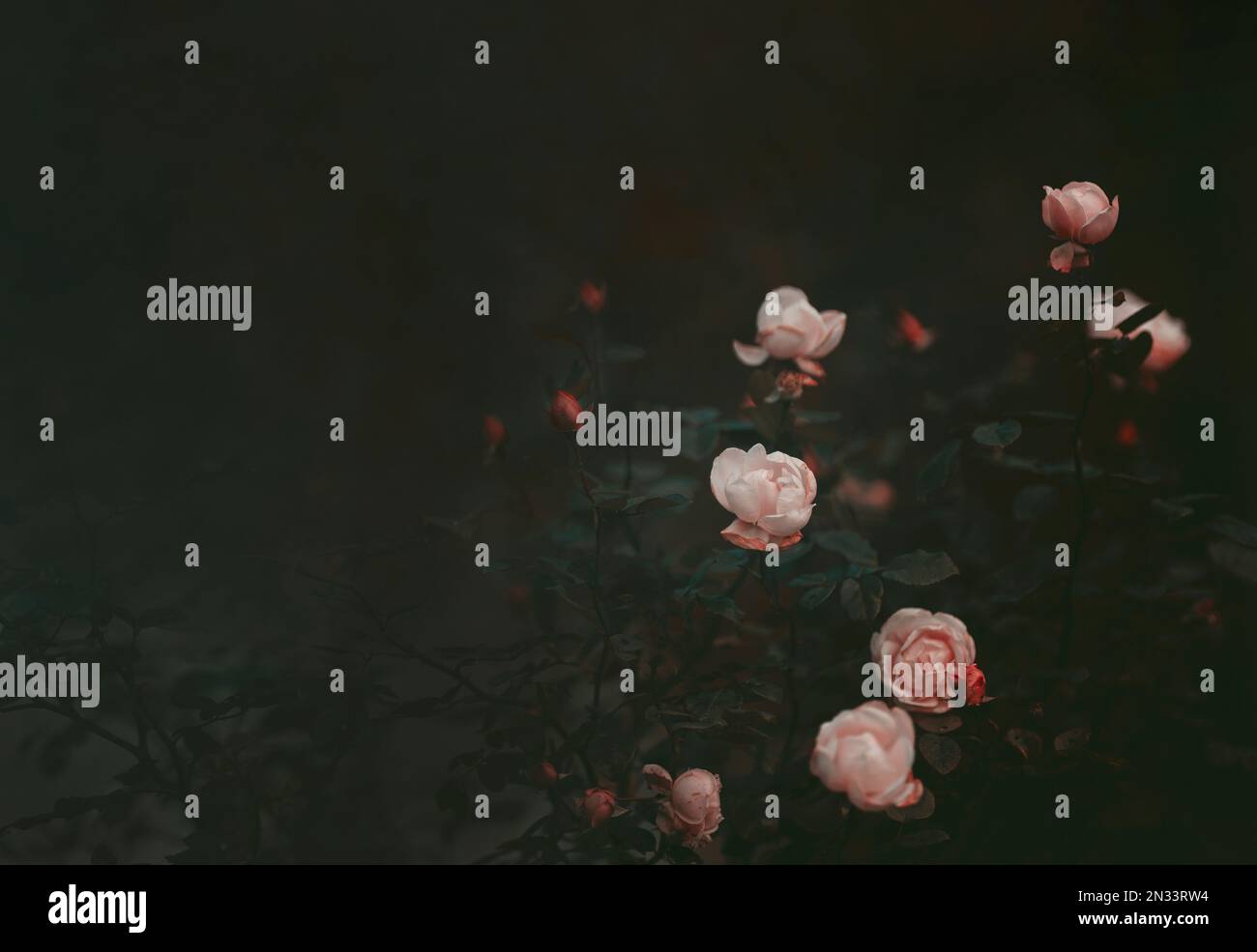 Moody roses, dark aesthetic Stock Photo