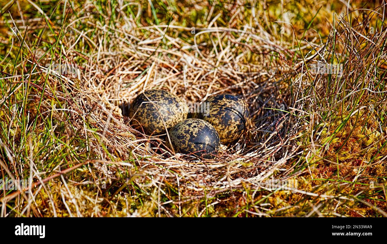 Close up of a lapwing's nest in mossy ground with three eggs Stock ...