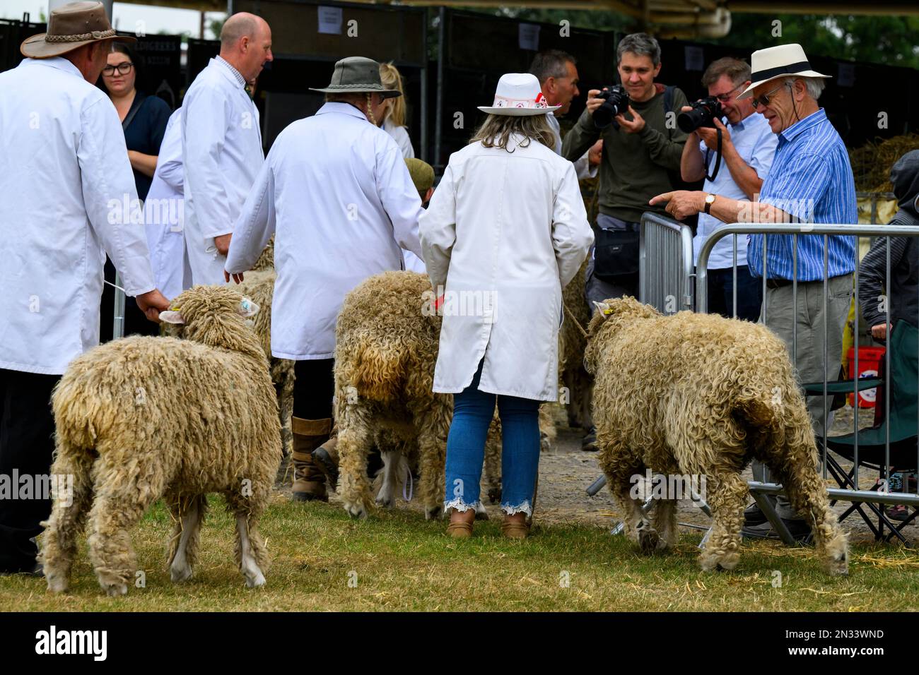 Lincoln Longwool sheep contestants (priority rare breed ewes rams) leave ring led by men women farmers - Great Yorkshire Show, Harrogate, England, UK. Stock Photo