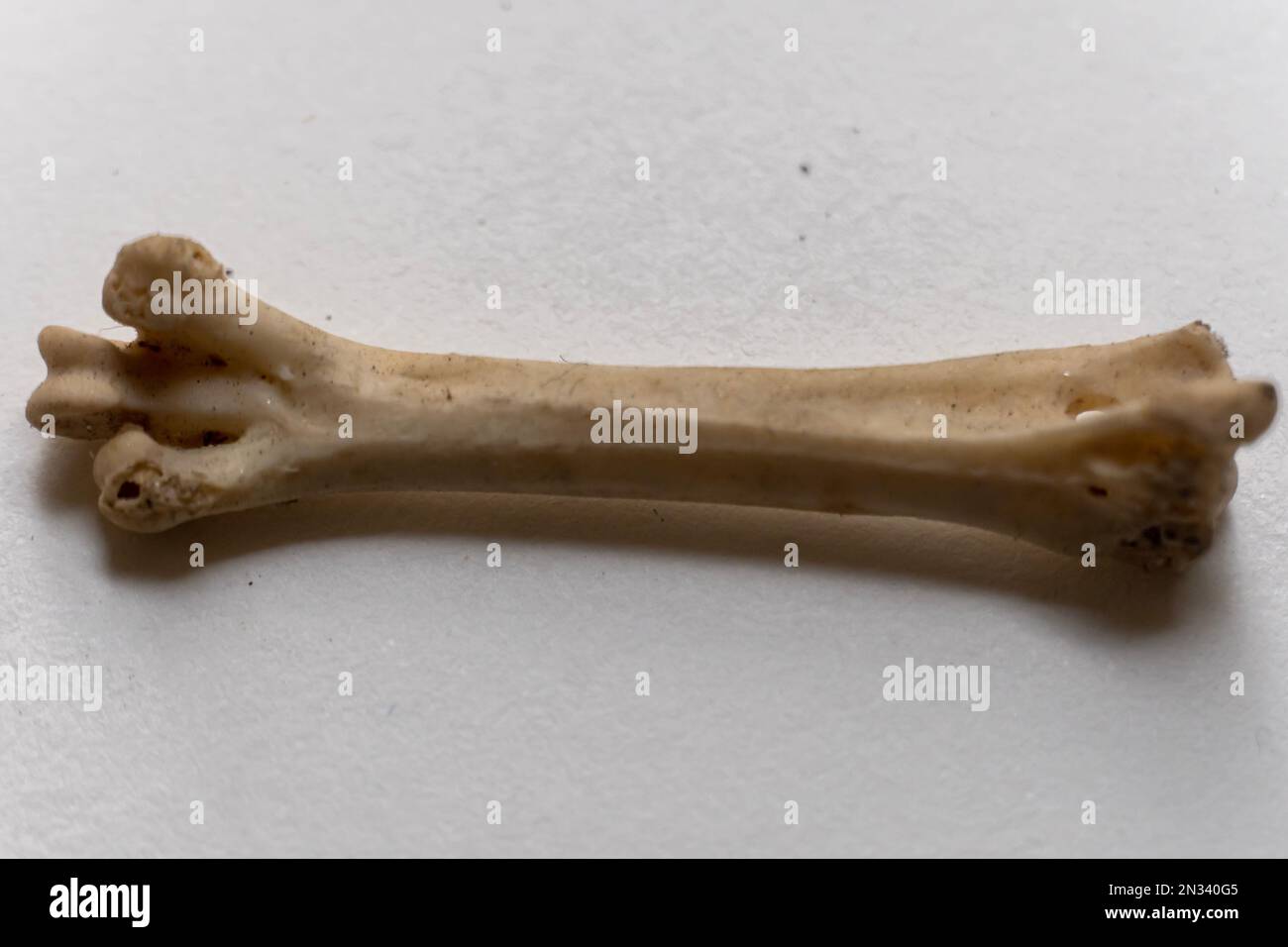 Portrait view of Tarsometatarsus is a part of bird skeletal system. Bird anatomy. Bird skeletal system. Stock Photo