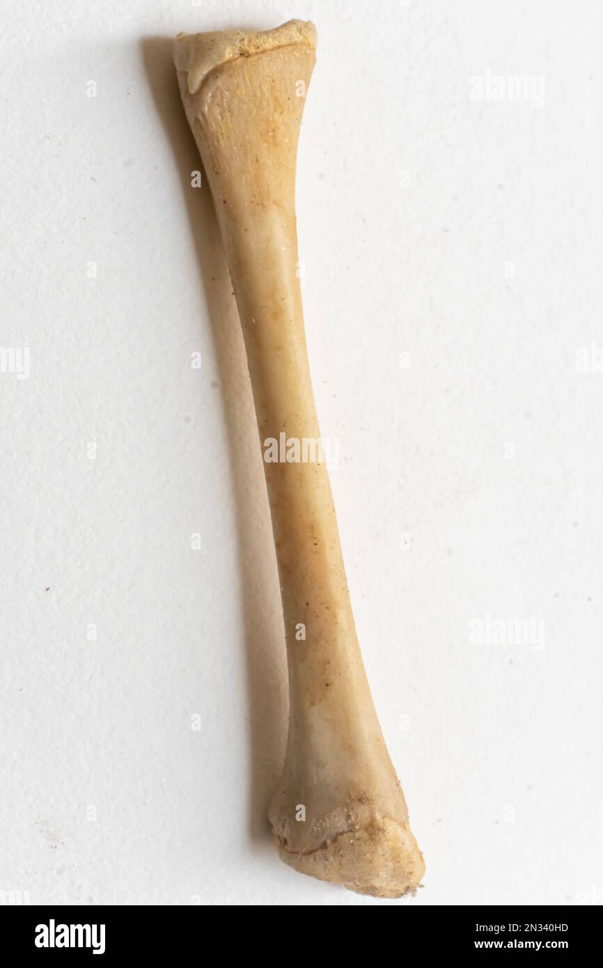 Portrait view of Femer. Bird anatomy. This is a part of bird skeletal system. Stock Photo