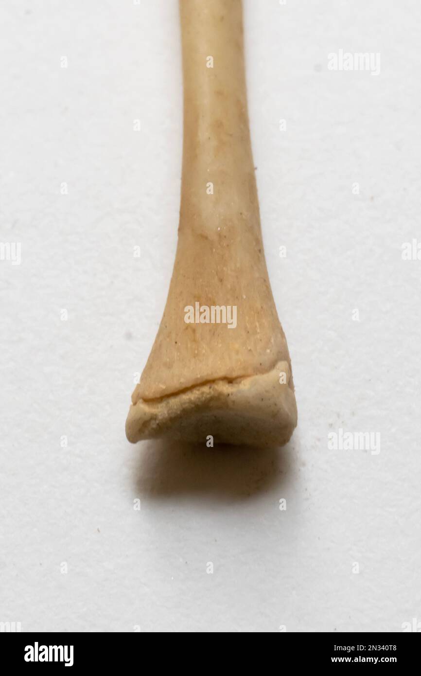Close up view of Femer. Bird anatomy. This is a part of bird skeletal system Stock Photo
