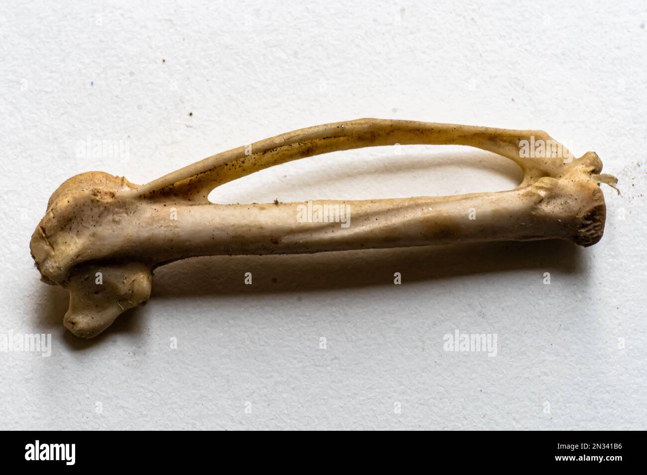 Radius and Ulna is a part of bird skeletal system. Bird anatomy. Bird skeletal system Stock Photo