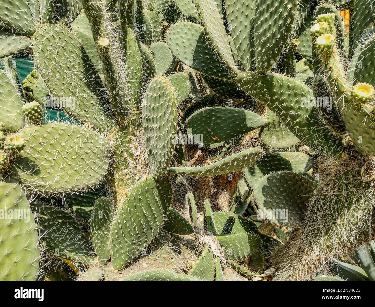 Leucotricha hi-res stock photography and images - Alamy
