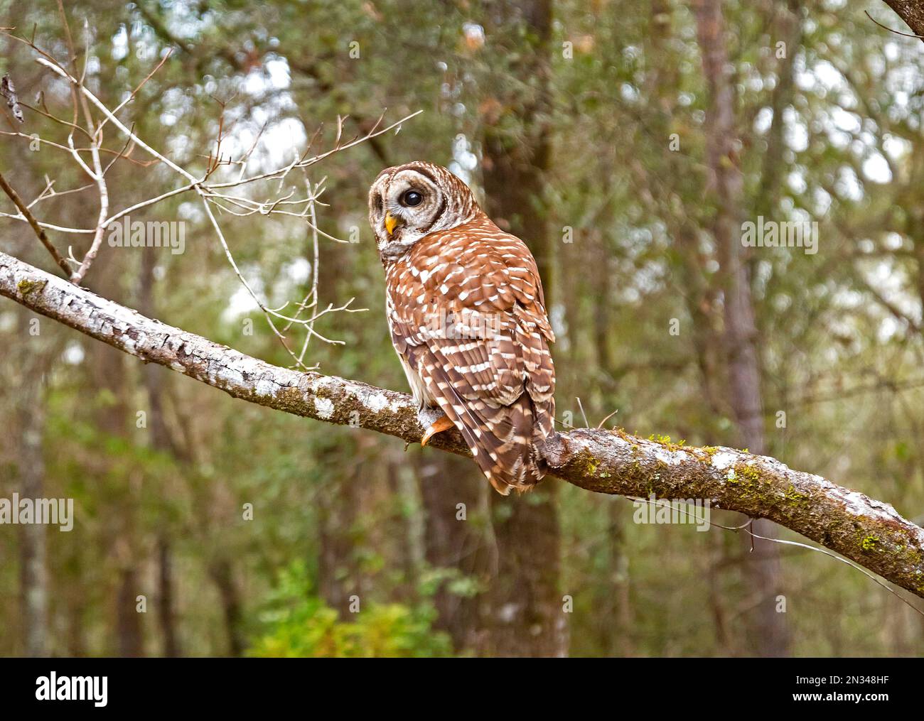 Barred Owls or Strix varia, are also knows as Hoot Owls are relatively large, mostly nocturnal owls who will eat almost anything made of meat in Stock Photo