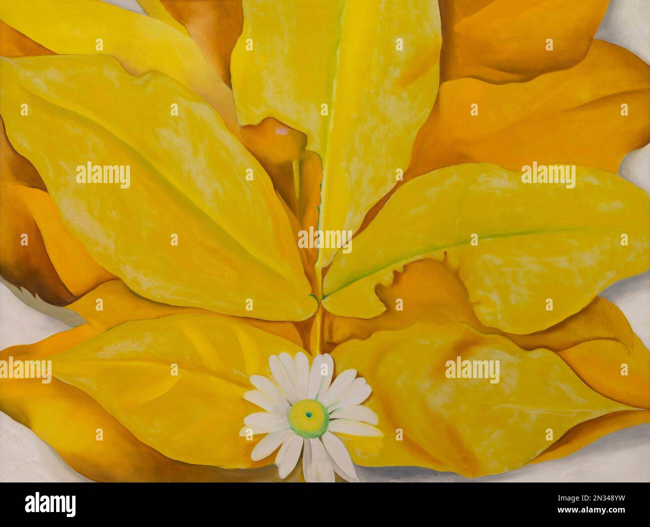 Yellow Hickory Leaves with Daisy, Georgia O'Keeffe, 1928, Art Institute of Chicago, Chicago, Illinois, USA, North America Stock Photo