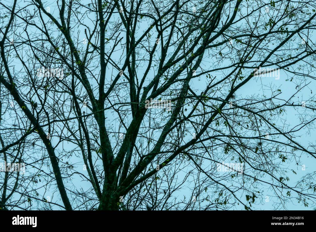 Bare branches of winter trees. Stock Photo
