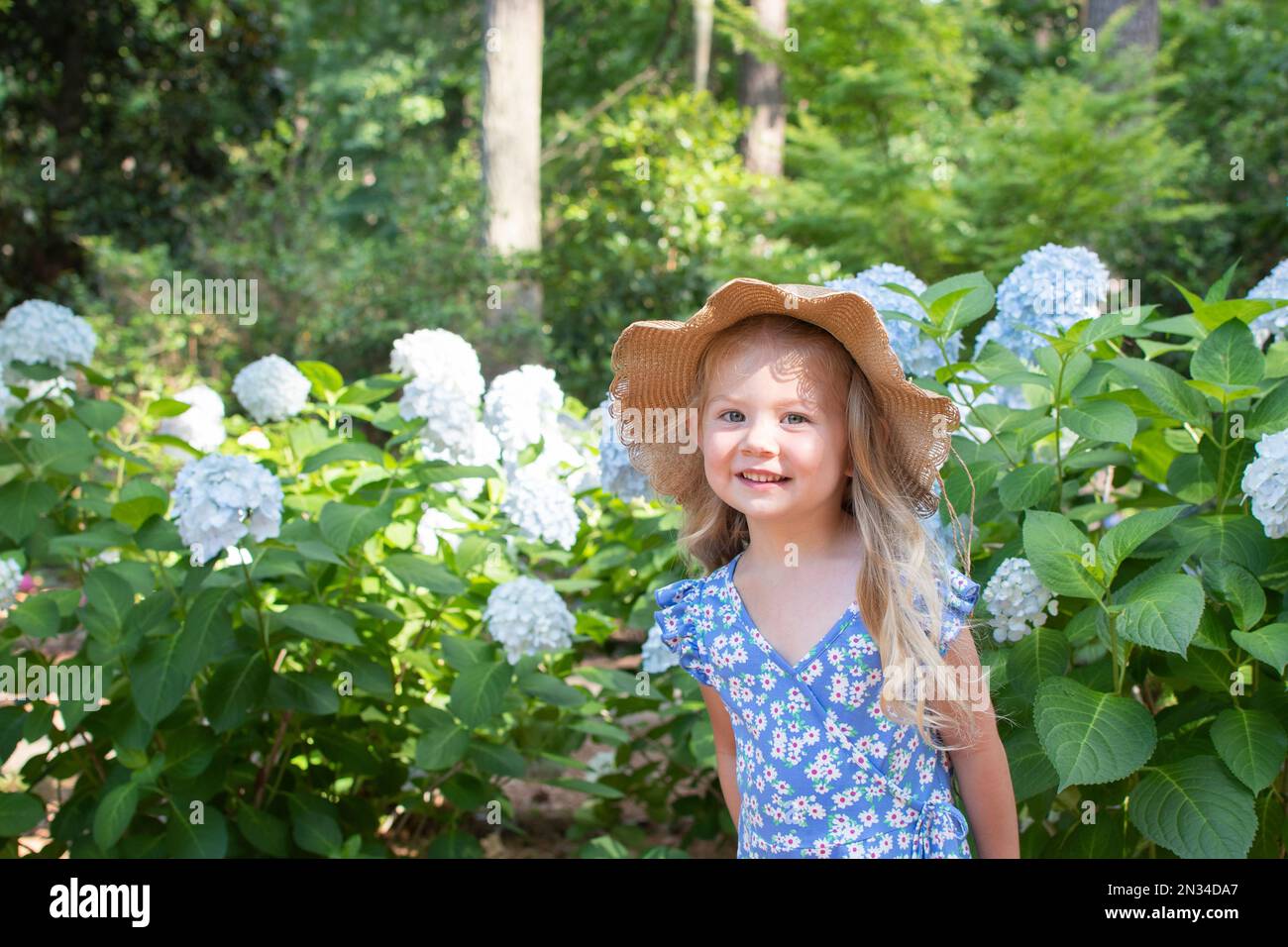 Cute caucasian smiling little girl in a straw hat standing near the blooming bush of blue hydrangea Stock Photo