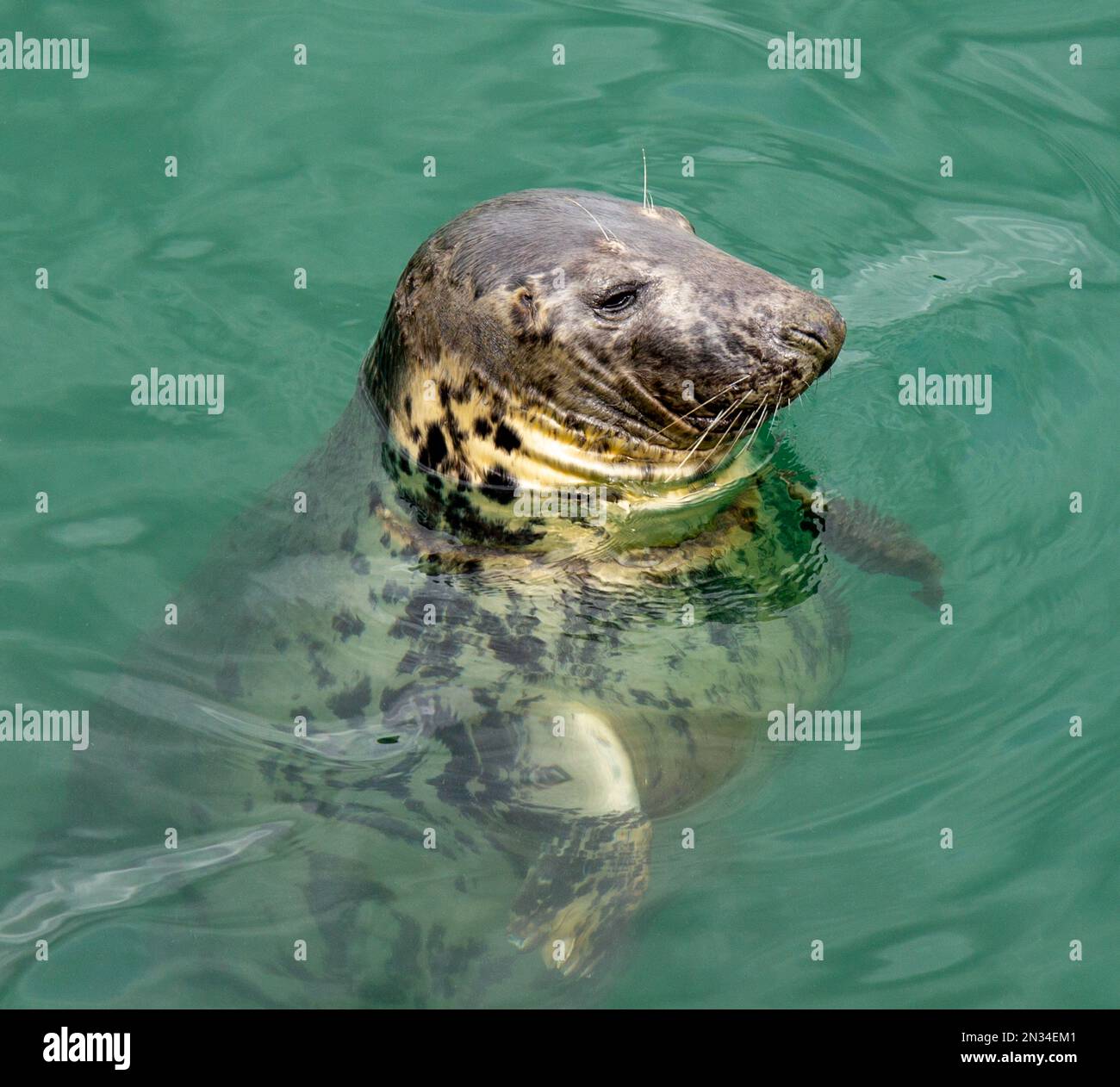 Grey Seal Halichoerus grypus eating a fish close up. Stock Photo