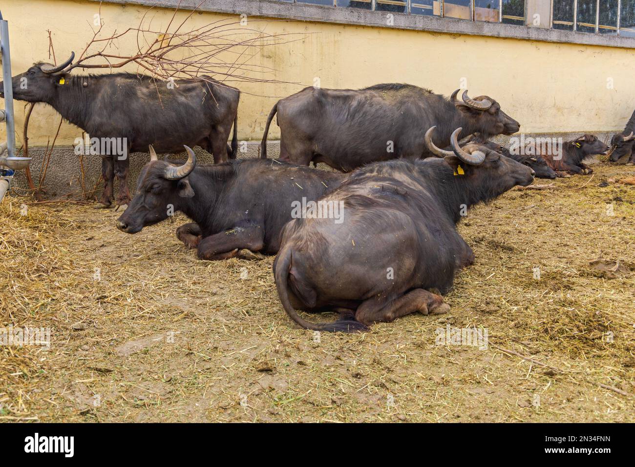 Domesticated Water Buffalo Raising and Breeding Cattle Farm Animals