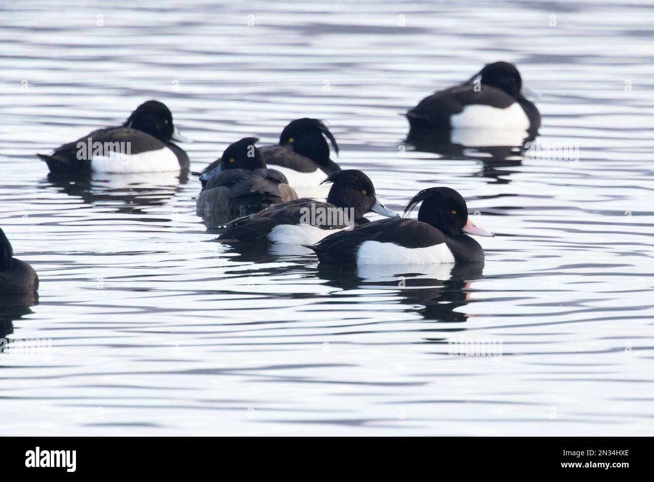 Tufted Duck (Aythya fuligula) drake with pink coloured bill Whitlingham CP Norwich UK GB February 2023 Stock Photo