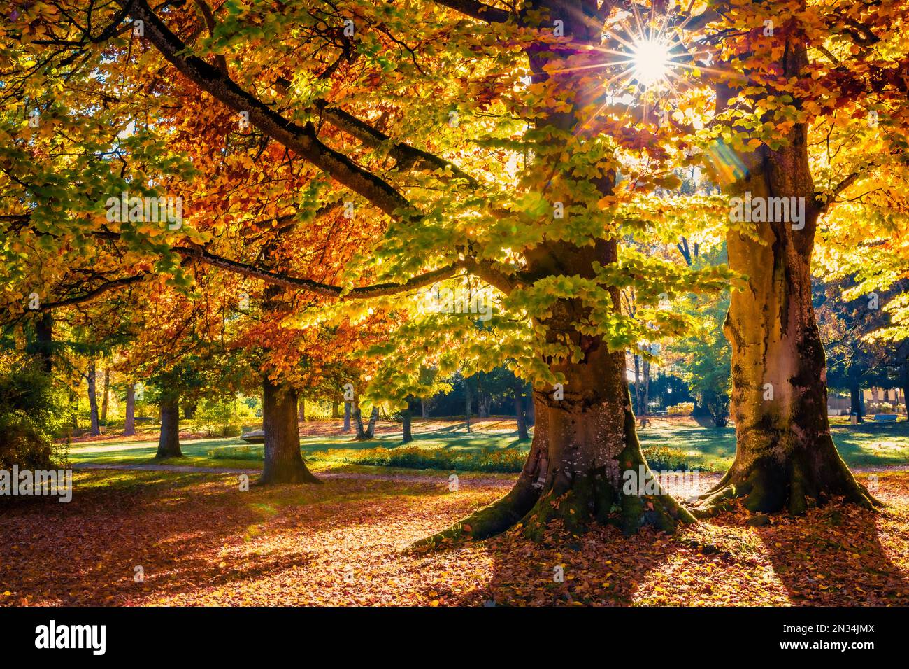 Exciting morning view of old beech trees in  Kurpark in Thumersbach village, located on the shore of the Zell lake. Impressive autumn scene in the cit Stock Photo