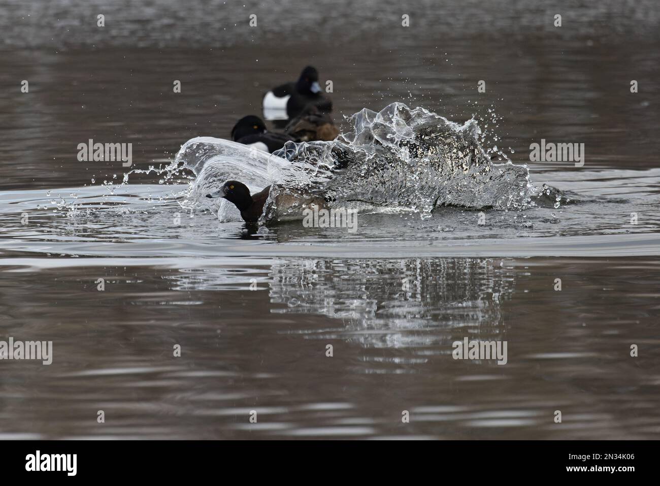 Tufted Duck (Aythya fuligula) coming into land Whitlingham CP Norwich UK GB February 2023 Stock Photo