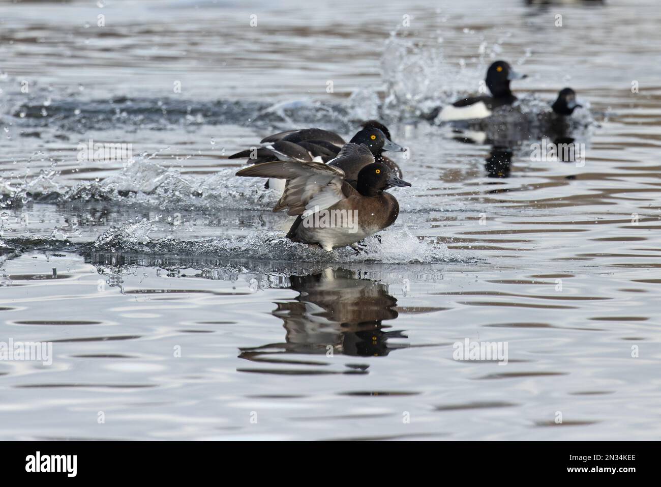Tufted Duck (Aythya fuligula) coming into land Whitlingham CP Norwich UK GB February 2023 Stock Photo