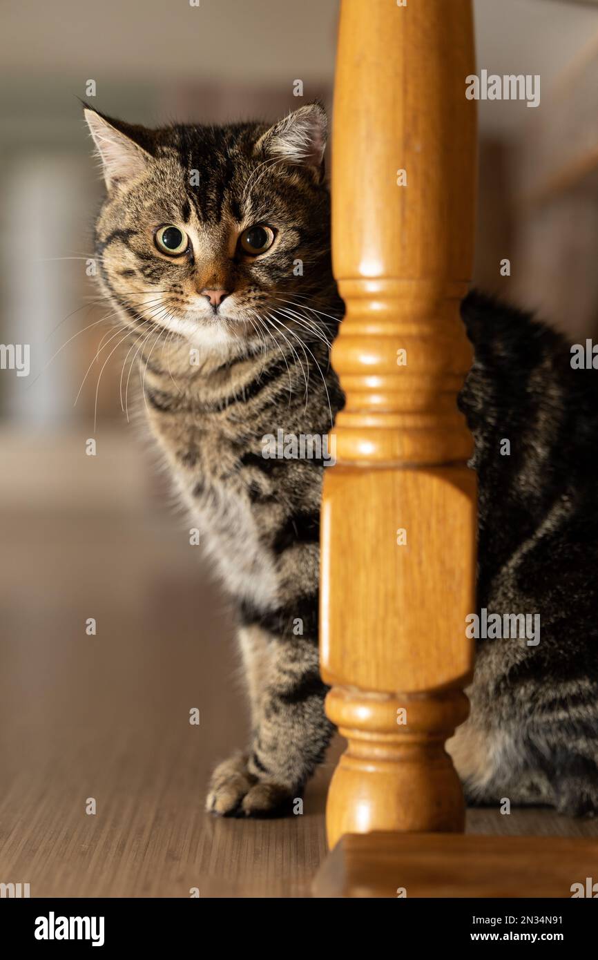 Cat sitting under the table in the kitchen Stock Photo Alamy