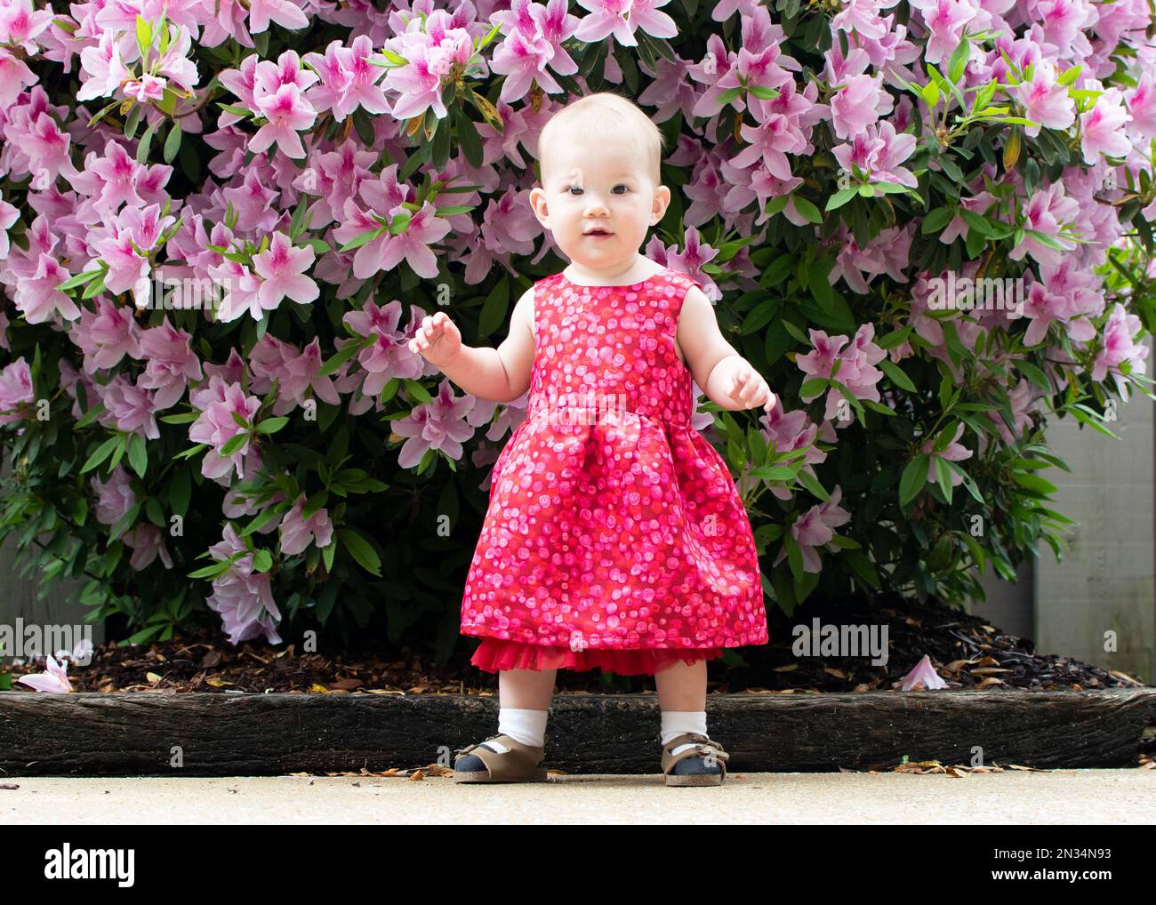Cute baby girl in a dress learning how to walk. First steps of a baby near a bush with the pink flowers Stock Photo