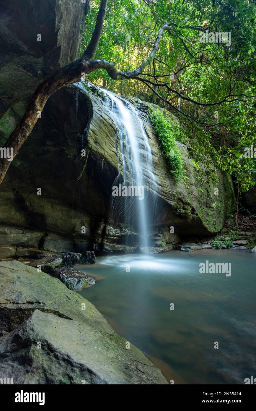 Buderim waterfalls also known as Serenity Falls is set in 45 hectares of the Buderim Forest Park and is a short walk from Buderim village in the Hint Stock Photo