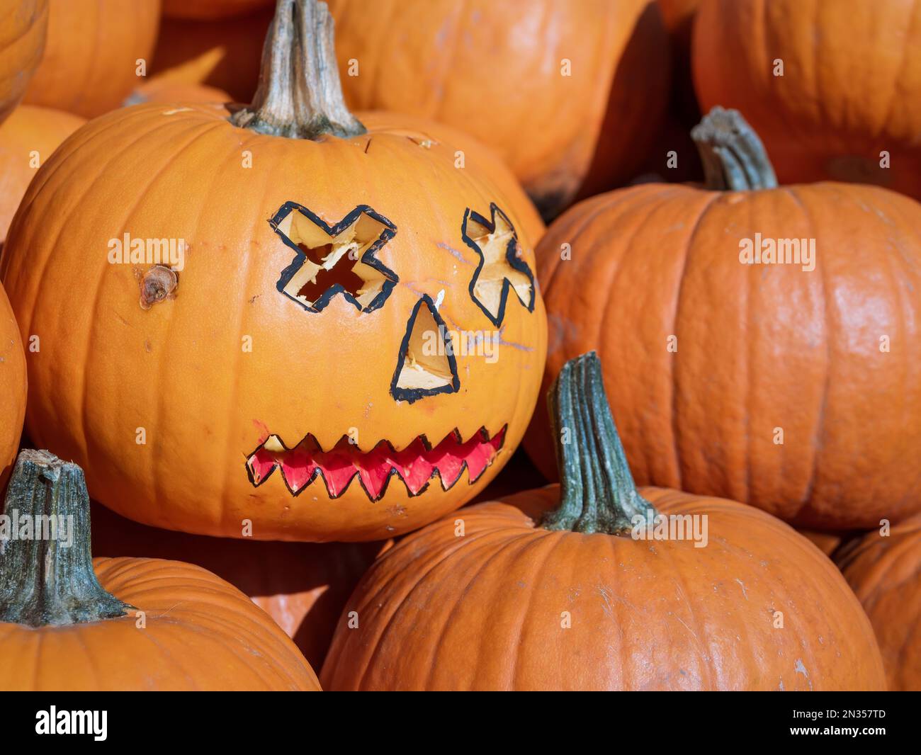 Many Juicy orange pumpkins on display at the market. Halloween pumpkin