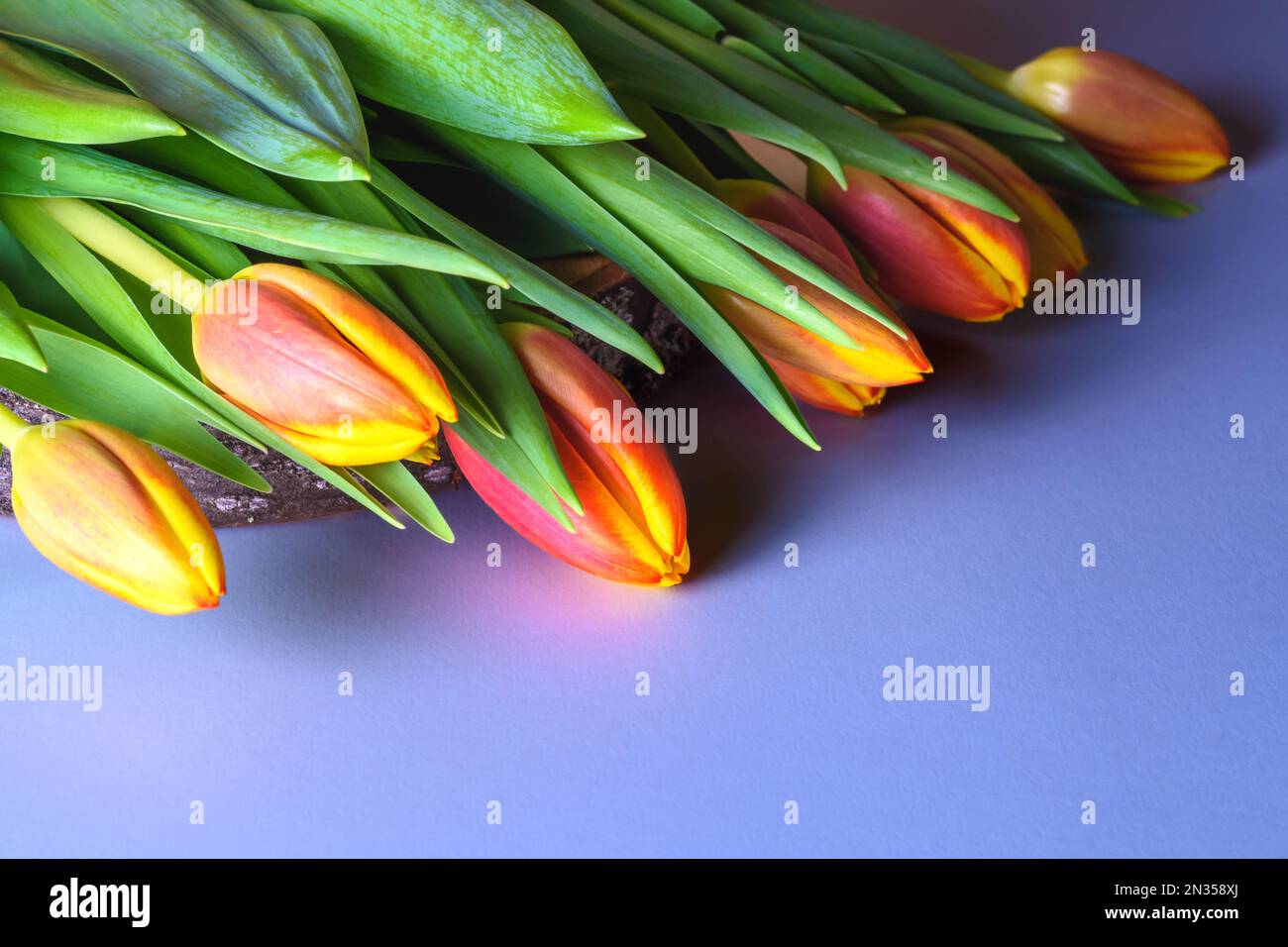 Spring flowers tulips. Beautiful tulips and space for text on blue background, top view. Stock Photo