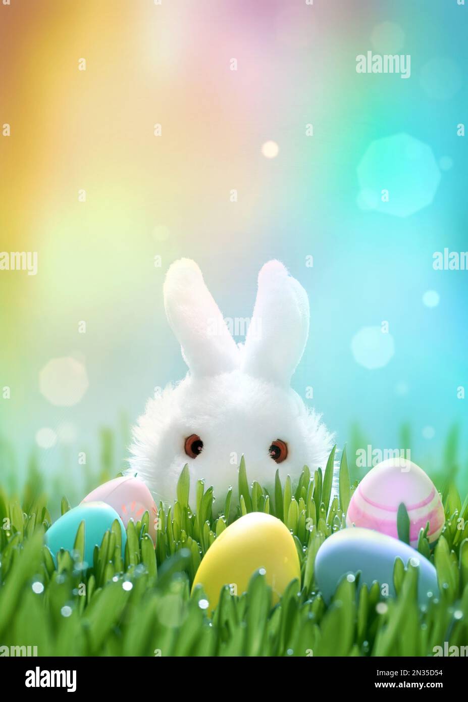Fluffy easter white bunny hunts for colored Easter eggs on green grass Stock Photo