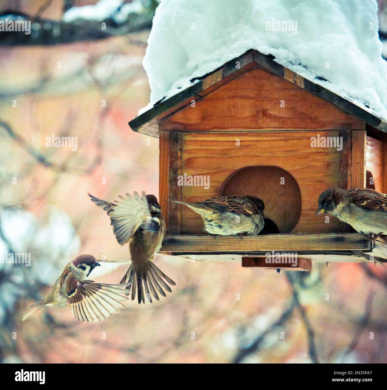 House sparrows flying entering a bird feeder in winter Stock Photo Alamy