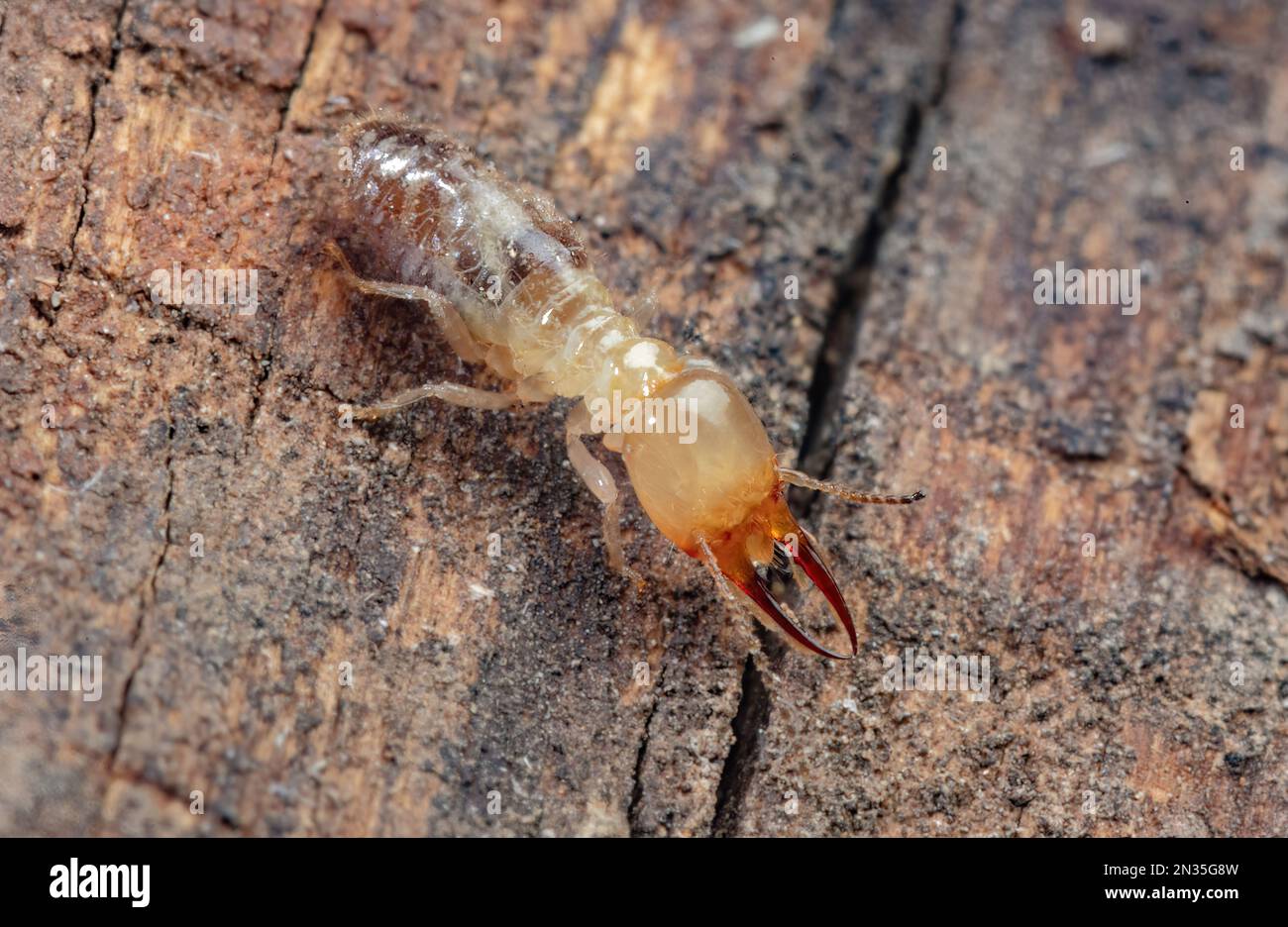 Termites are detritivores, consuming dead plants at any level of decomposition. Many species eat cellulose, having a specialised midgut that breaks do Stock Photo