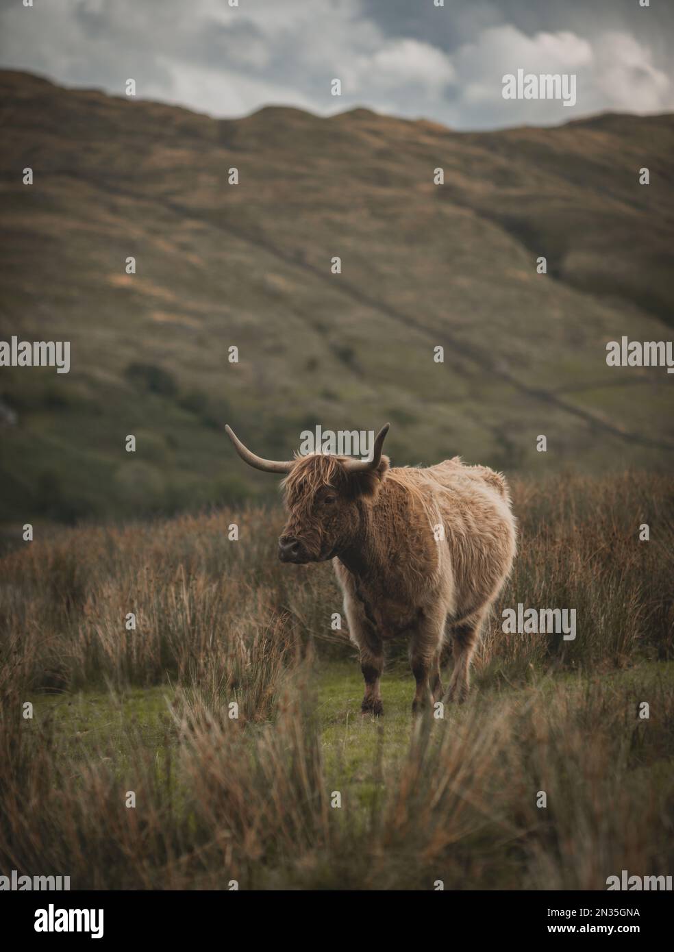 A vertical shot of a highland cow grazing on a rural hillside Stock ...