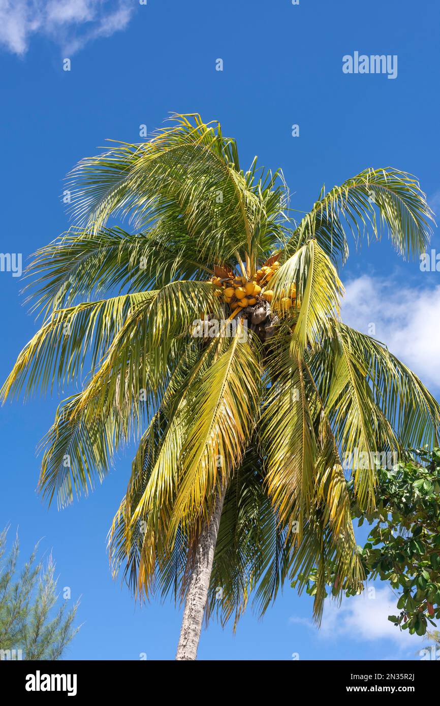 Coconut Palm (Cocos nucifera) at Bayshore Beach, Carlisle Bay, Bridgetown, St Michael Parish, Barbados, Lesser Antilles, Caribbean Stock Photo