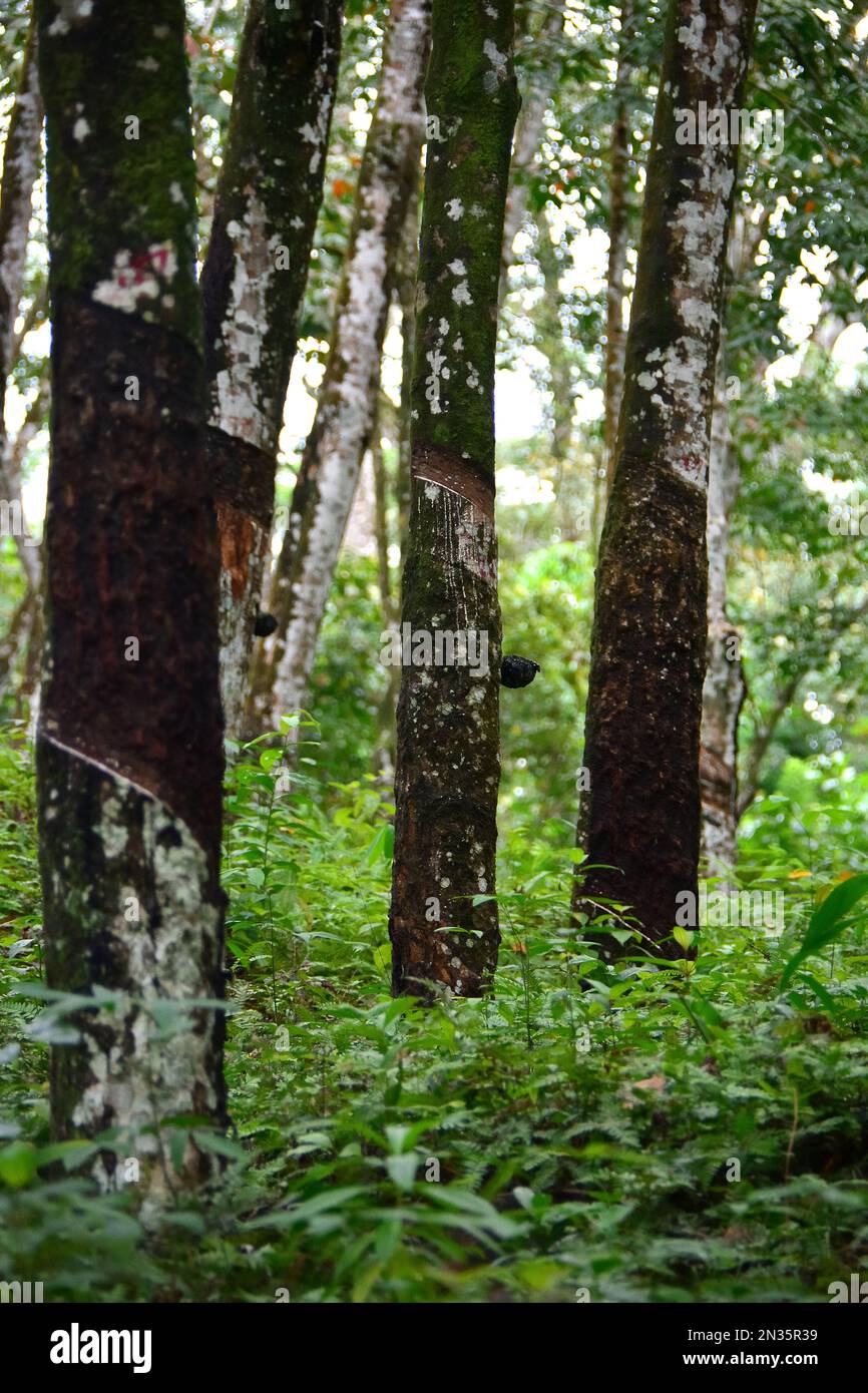 rubber tree, Pará rubber tree, Kautschukbaum, Gummibaum, hévéa, hévéa du Brésil, arbre à caoutchouc, Hevea brasiliensis, kaucsukfa, gumifa, Srí Lanka Stock Photo