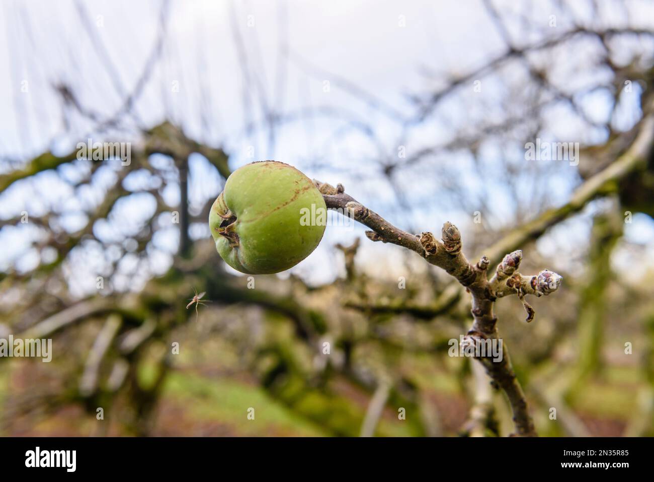 Rows of apple trees in an orchard during winter in County Armagh