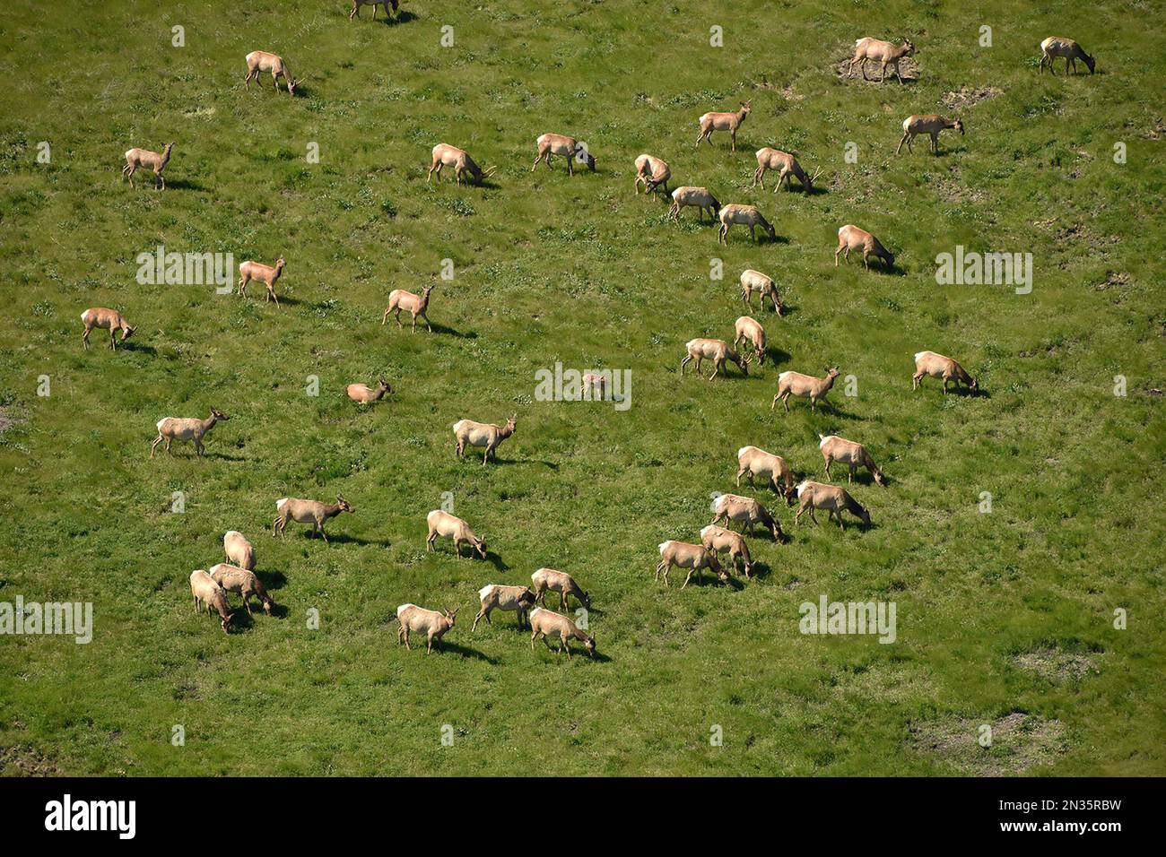 Aerials of Fort Hunter Liggett, California and surrounding areas, April 10, 2019. Herd of tule elk graze on spring vegegation. Stock Photo