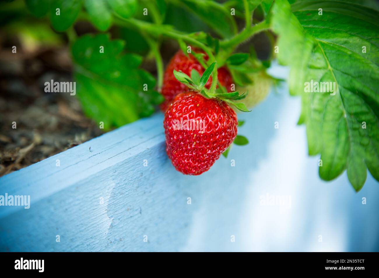 Ripe red strawberries grow on a wooden garden bed outdoors Stock Photo