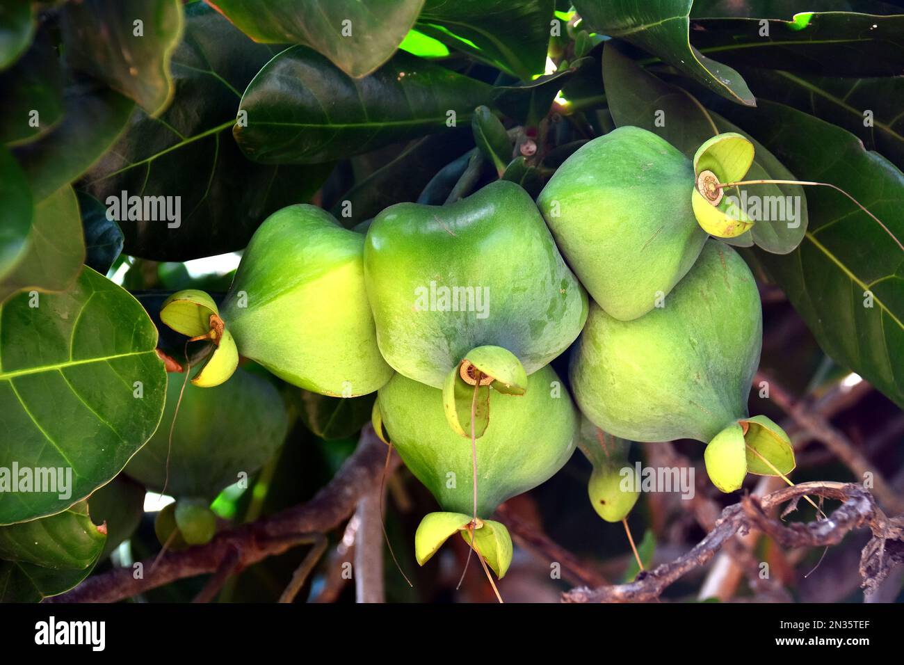fish poison tree, putat, sea poison tree, Barringtonia, Srí Lanka, Asia