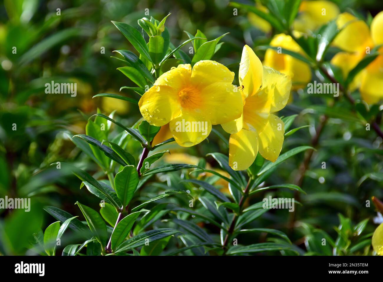 Trumpet asia sri lanka hires stock photography and images Alamy