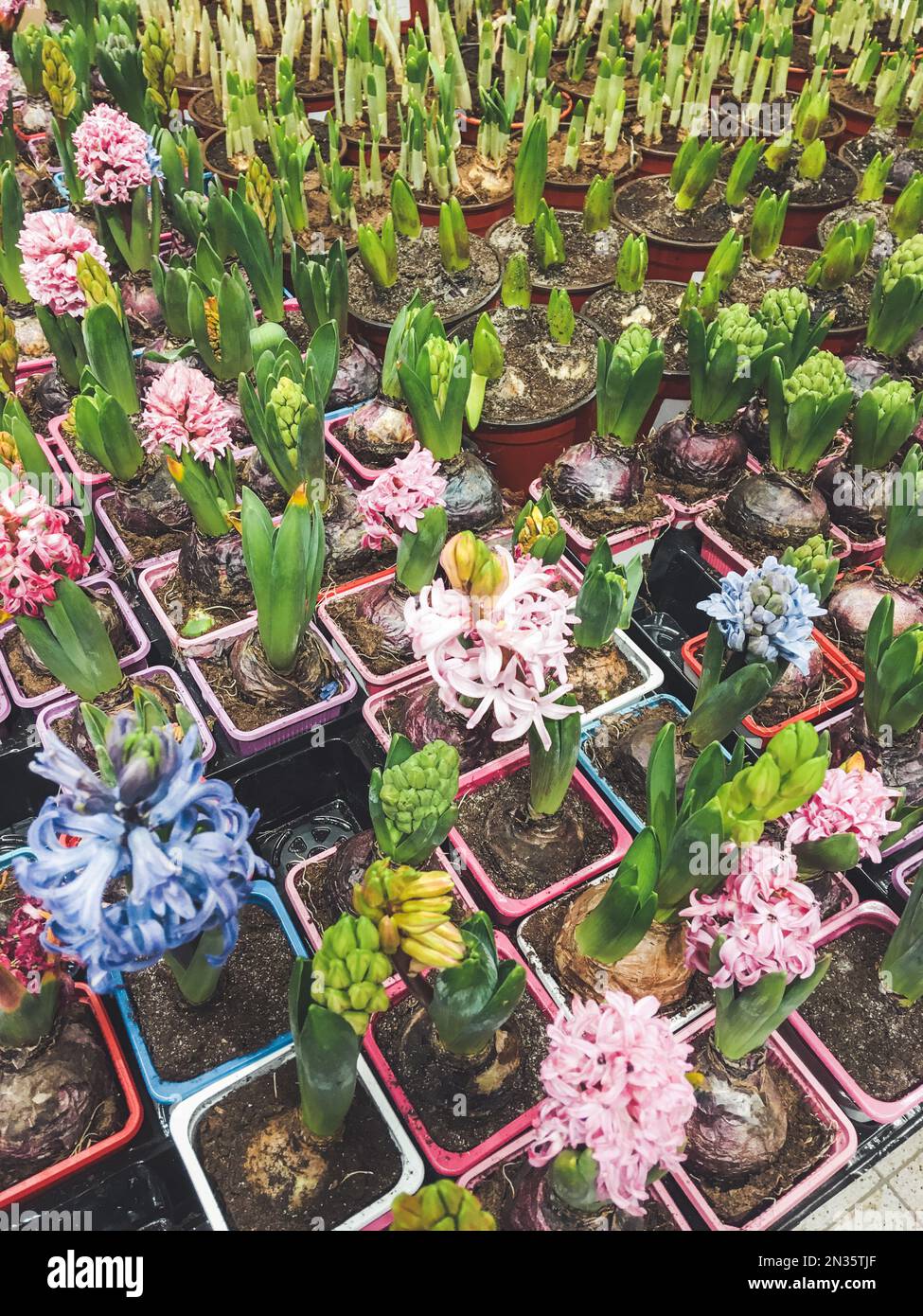 Flower shops hires stock photography and images Alamy