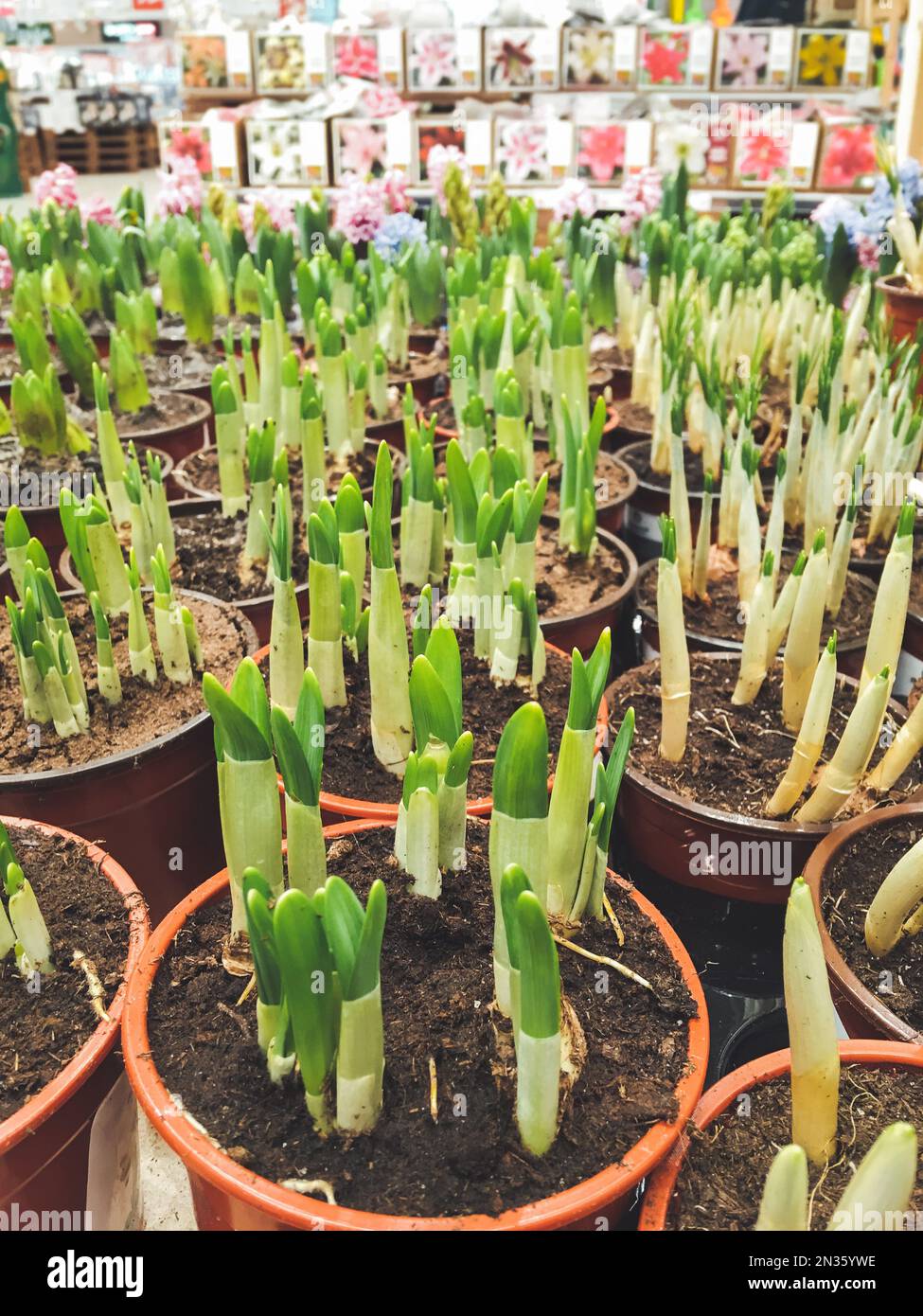 Flower shops hires stock photography and images Alamy