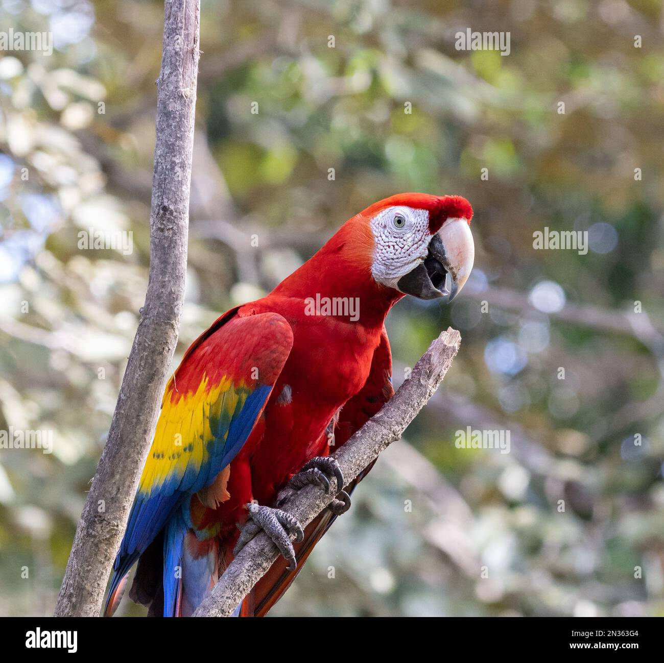 A Scarlet Macaw in the trees in Costa Rica Stock Photo