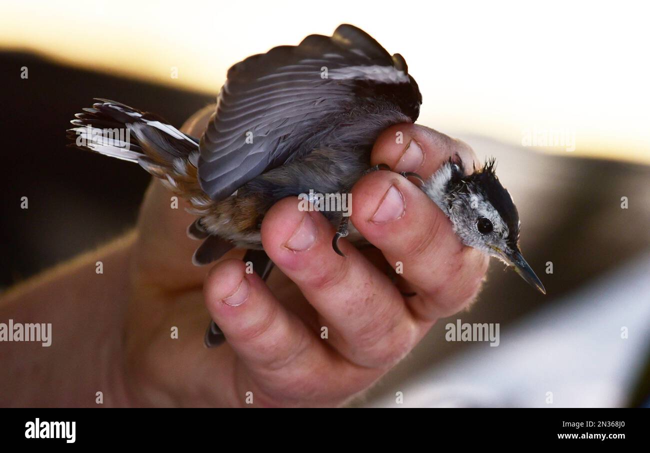 Fort Hunter Liggett, CA environmental team bands a white-breasted nuthatch with USGS aluminum as part of its commitment to environmental preservation. Stock Photo